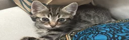 Mixed Breed cats for sale: Beautiful tabby kitten with blue eyes - Advert 4