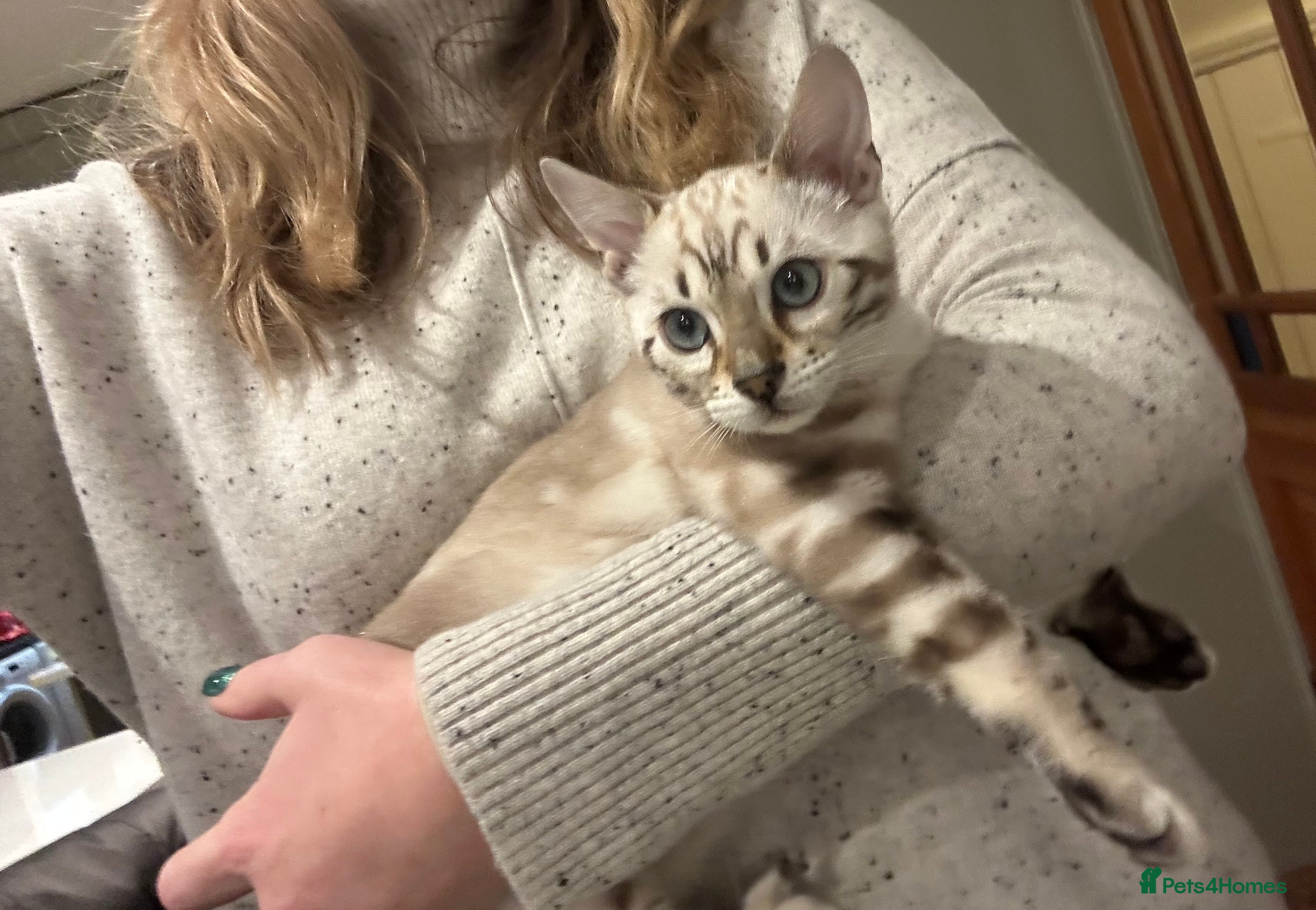 Bengal cats Pure Bred Bengal Kitten- Male - Advert 4