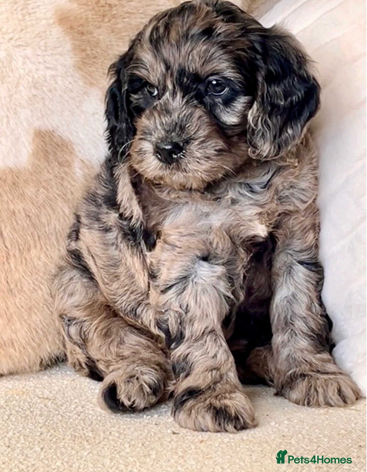 Cockapoo dogs Beautiful Cockapoo puppies  - Advert 2
