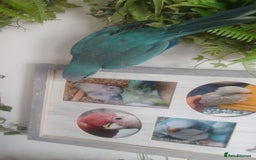 Parakeets birds for sale: Cute Quaker parrots hand reared male and female - Image 25