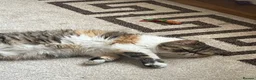 Exotic cats for sale: Exceptional show quality pure Exotic Kittens - Advert 1