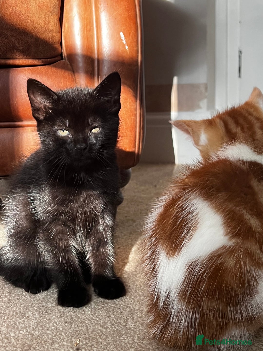 Mixed Breed cats for sale: Beautiful Mixed Breed Kittens for Sale - All Boys  - Image 6