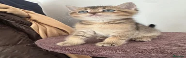 British Shorthair 2