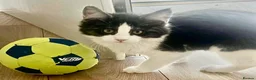 Maine Coon cats for sale: Stunning MaineCoon Kitten–Champion Bloodline - Advert 2