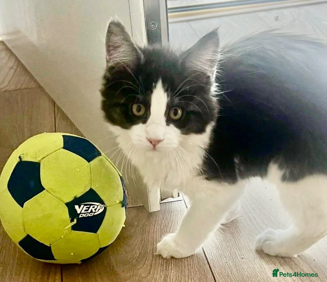 Maine Coon cats for sale: Stunning MaineCoon Kitten–Champion Bloodline - Advert 2
