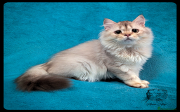 Scottish Fold cats for sale: TICA Registered Scottish kittens - Image 35