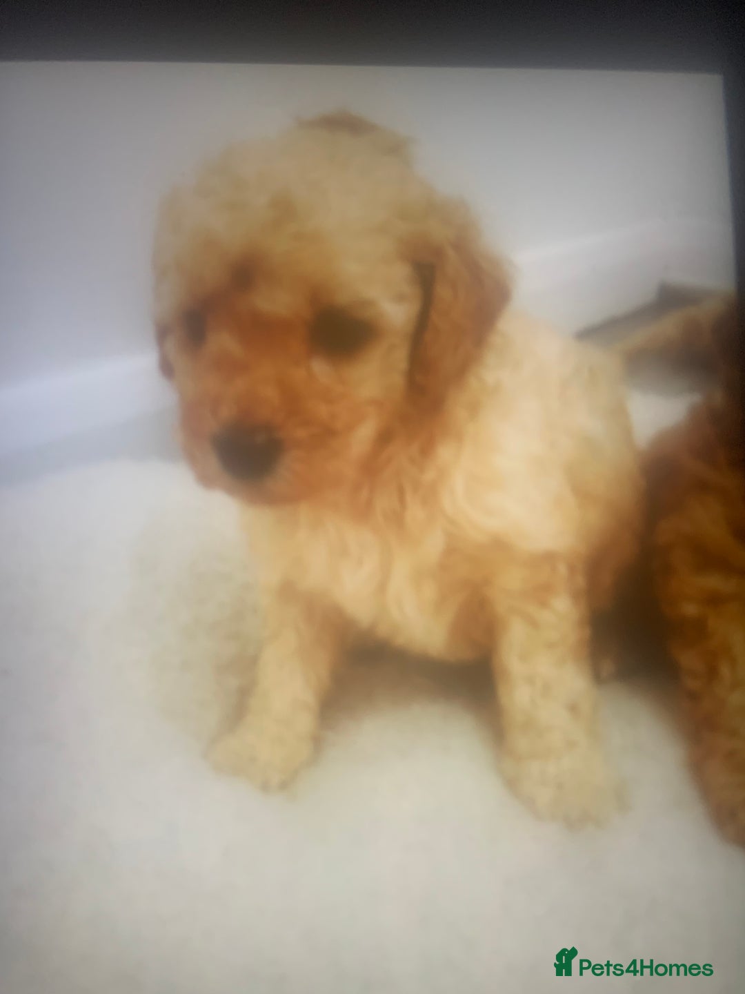 Poochon dogs for sale: Poochon puppies  - Advert 5