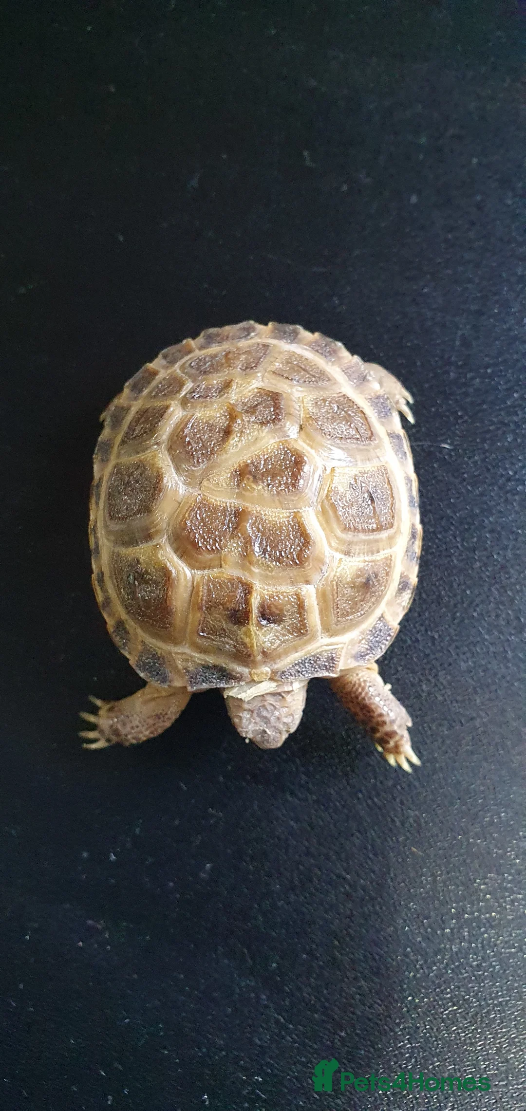 Tortoise reptiles for sale: Baby horsefield tortoise - Advert 2