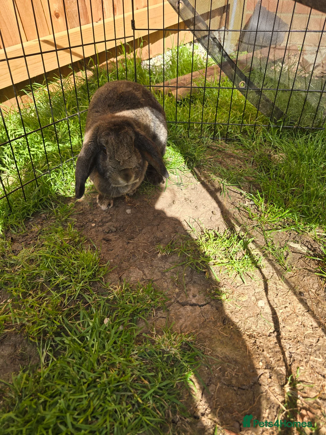 Mixed Breed rabbits for sale: Thumper the rabbit - Advert 6