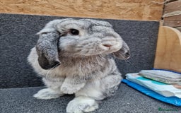 Mixed Breed rabbits for sale: Sweet Little Chin Lop Buck - Image 9