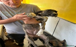 Mixed Breed dogs for adoption: Myrtle - Norwich Norfolk  - Image 2