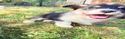 Welsh Corgi Pembroke dogs for sale: Welsh corgi (Pembroke) puppies - Advert 7