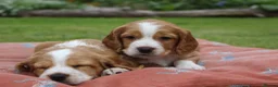 Cocker Spaniel dogs for sale: KC registered Working Cocker bitch pups - Advert 14