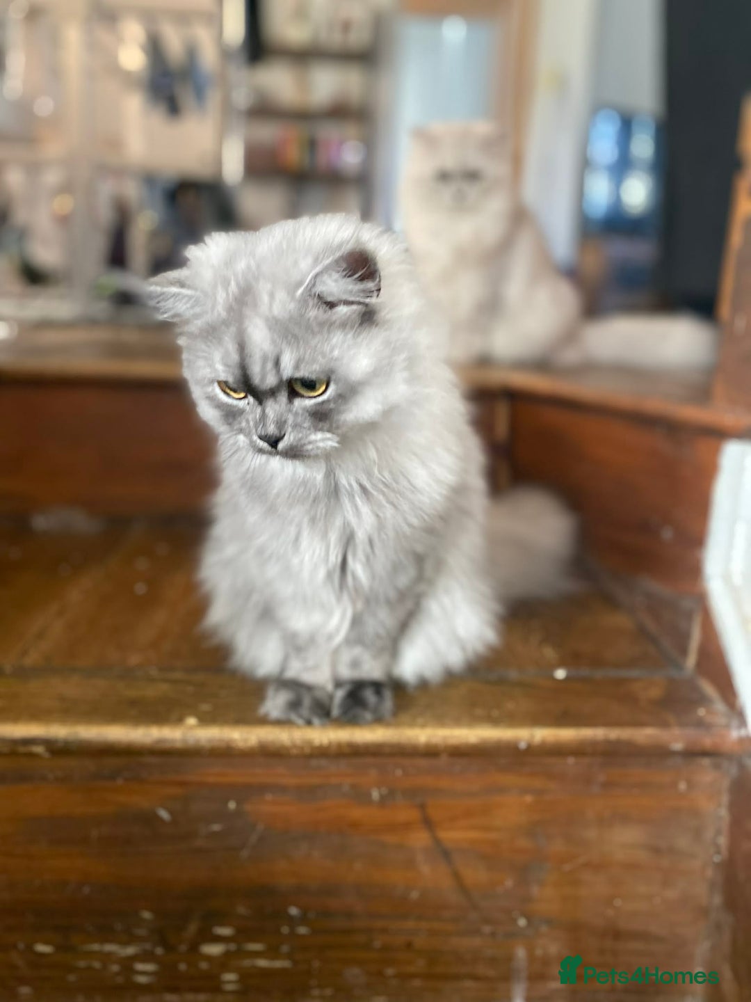 Persian cats for sale: Chinchilla Persian looking for new home  - Advert 2