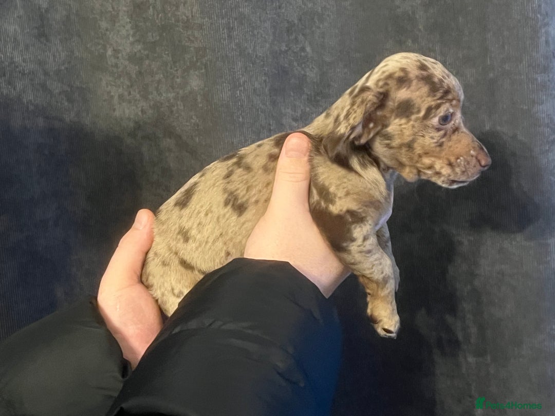 Mixed Breed dogs for sale: LAST GIRL 🩷 daxipoo - Advert 3