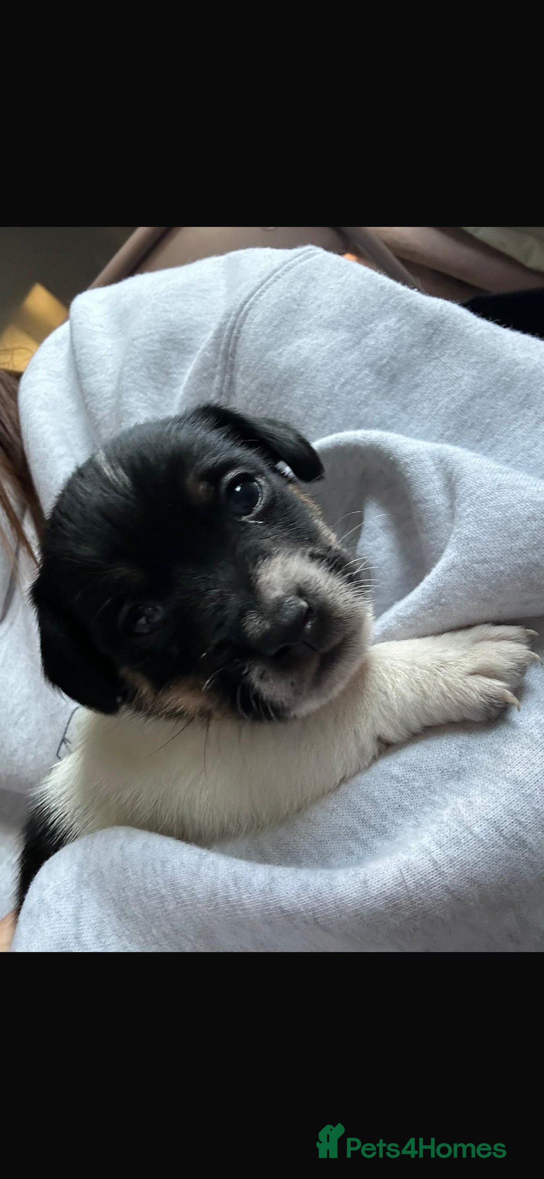 Jack Russell dogs for sale: Short legged Jack Russell puppies - Advert 6