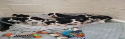 Cavalier King Charles Spaniel dogs for stud: Hugo Cavalier Stud - Advert 7