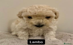 Maltipoo dogs for sale: Adorable F1B Merle** Maltipoo Puppies for sale - Image 5