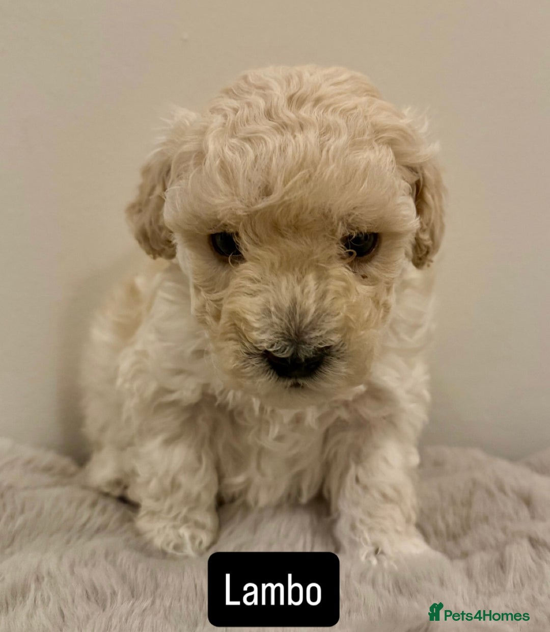 Maltipoo dogs for sale: Adorable F1B Merle** Maltipoo Puppies for sale - Image 5