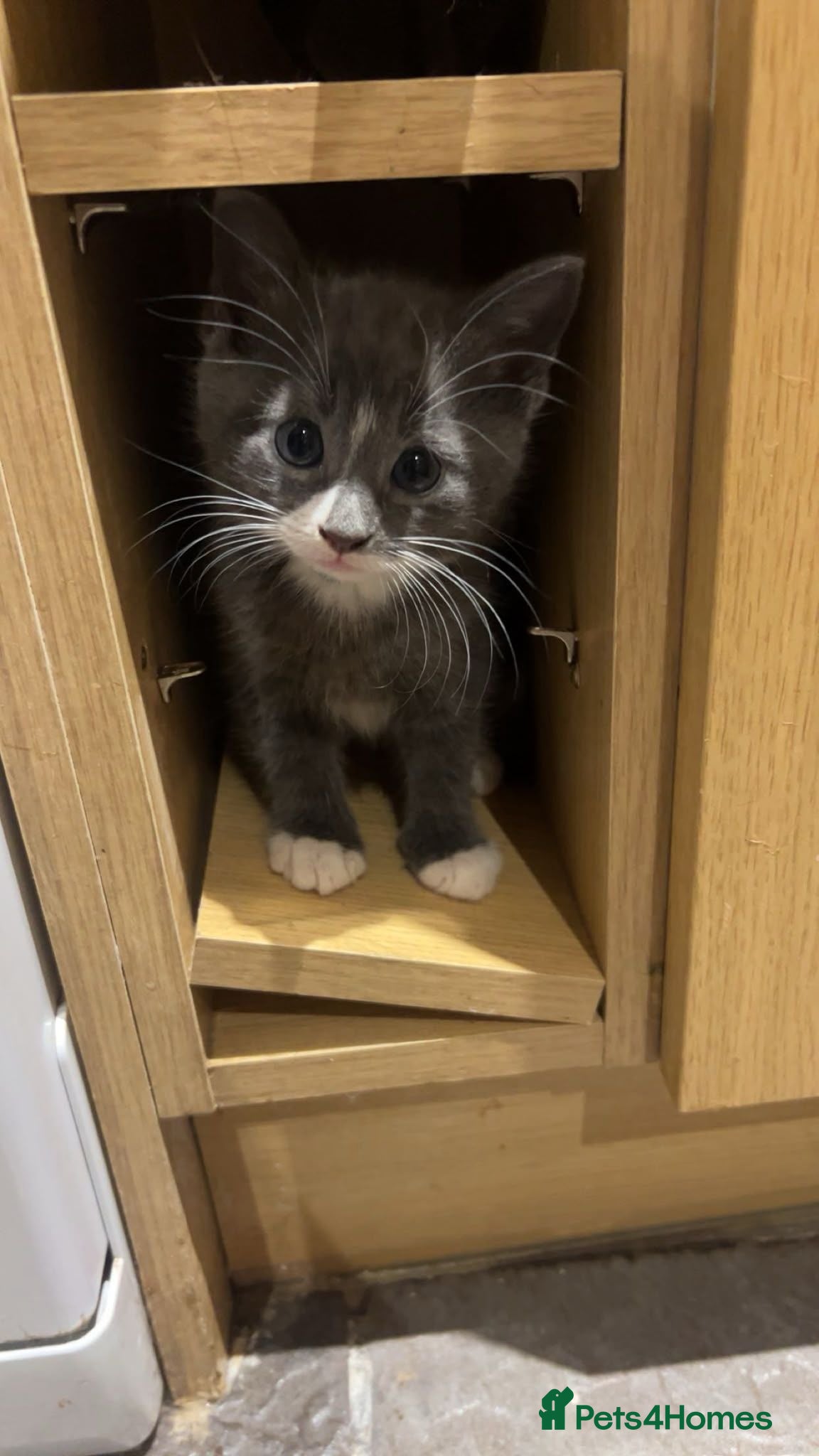 Mixed Breed cats 3 x fluffy grey kittens - Advert 18