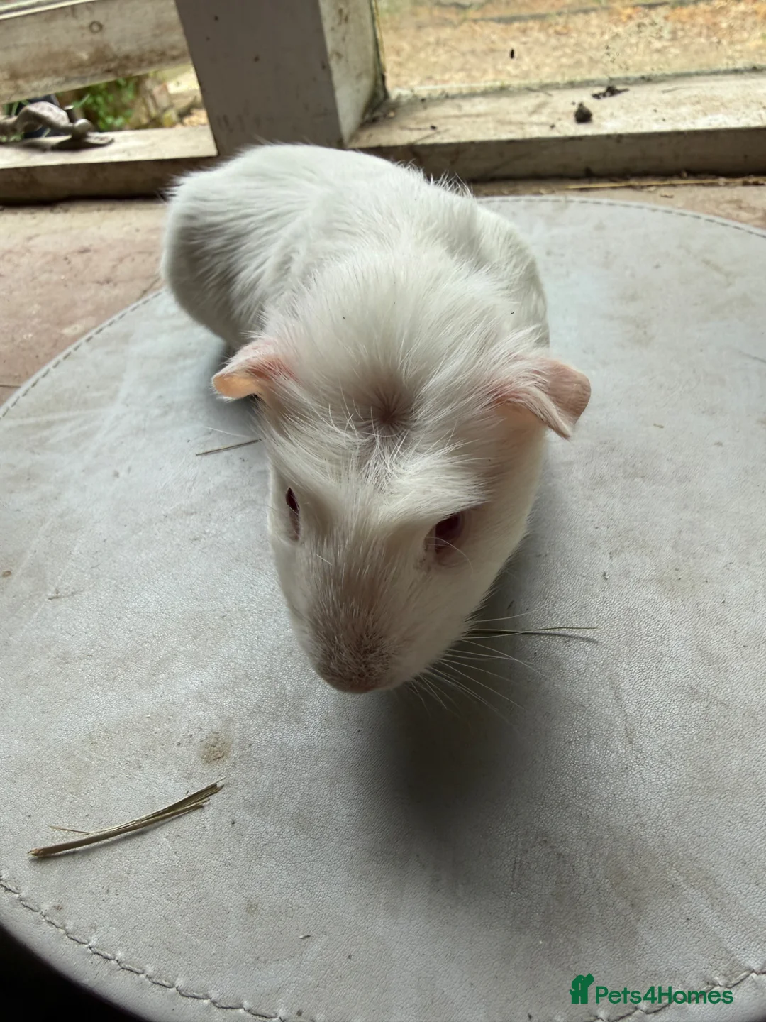 Guinea Pig rodents for sale: 3 boys looking for new homes! - Advert 7