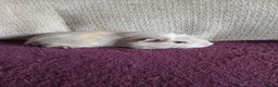 Guinea Pig rodents for sale: Male guinea pigs in South Queensferry - Advert 2