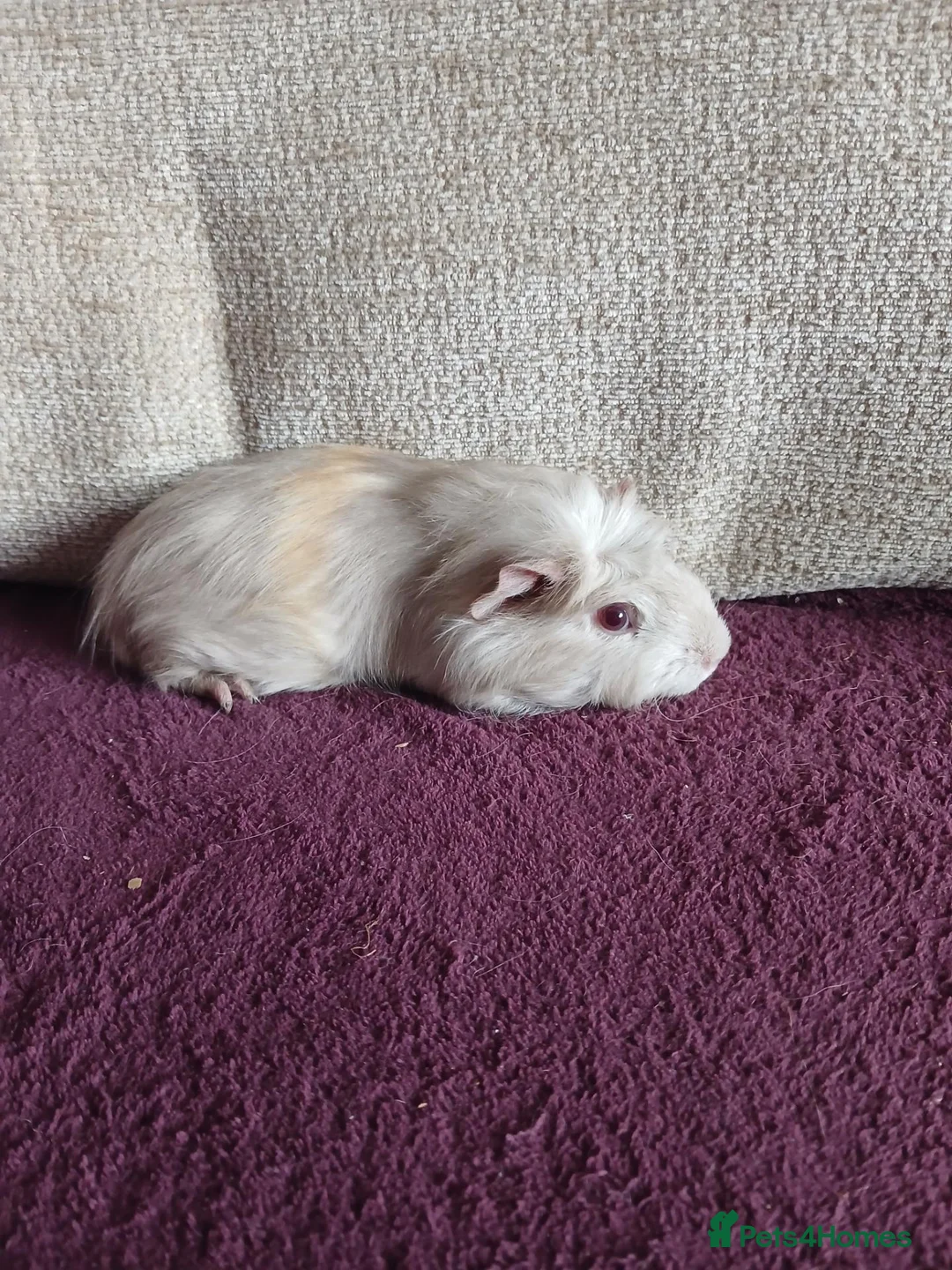 Guinea Pig rodents for sale: Male guinea pigs in South Queensferry - Advert 2