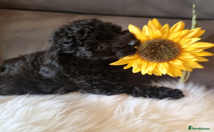 Cockapoo dogs - Advert 13