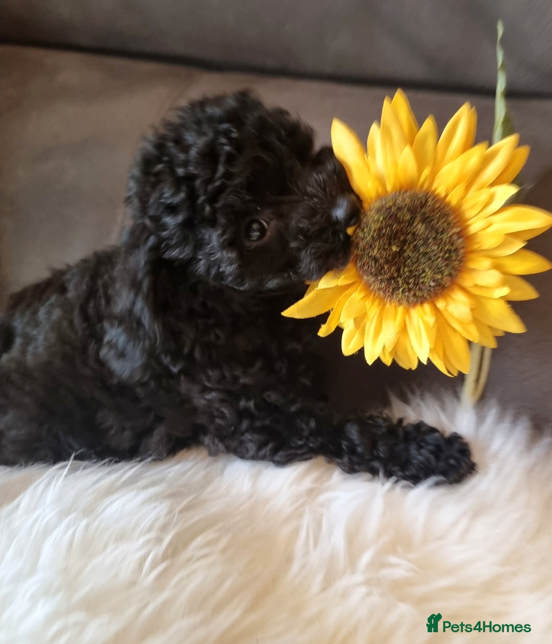 Cockapoo dogs for sale: Adorable best friend pups, sold fully vaccinated - Advert 3