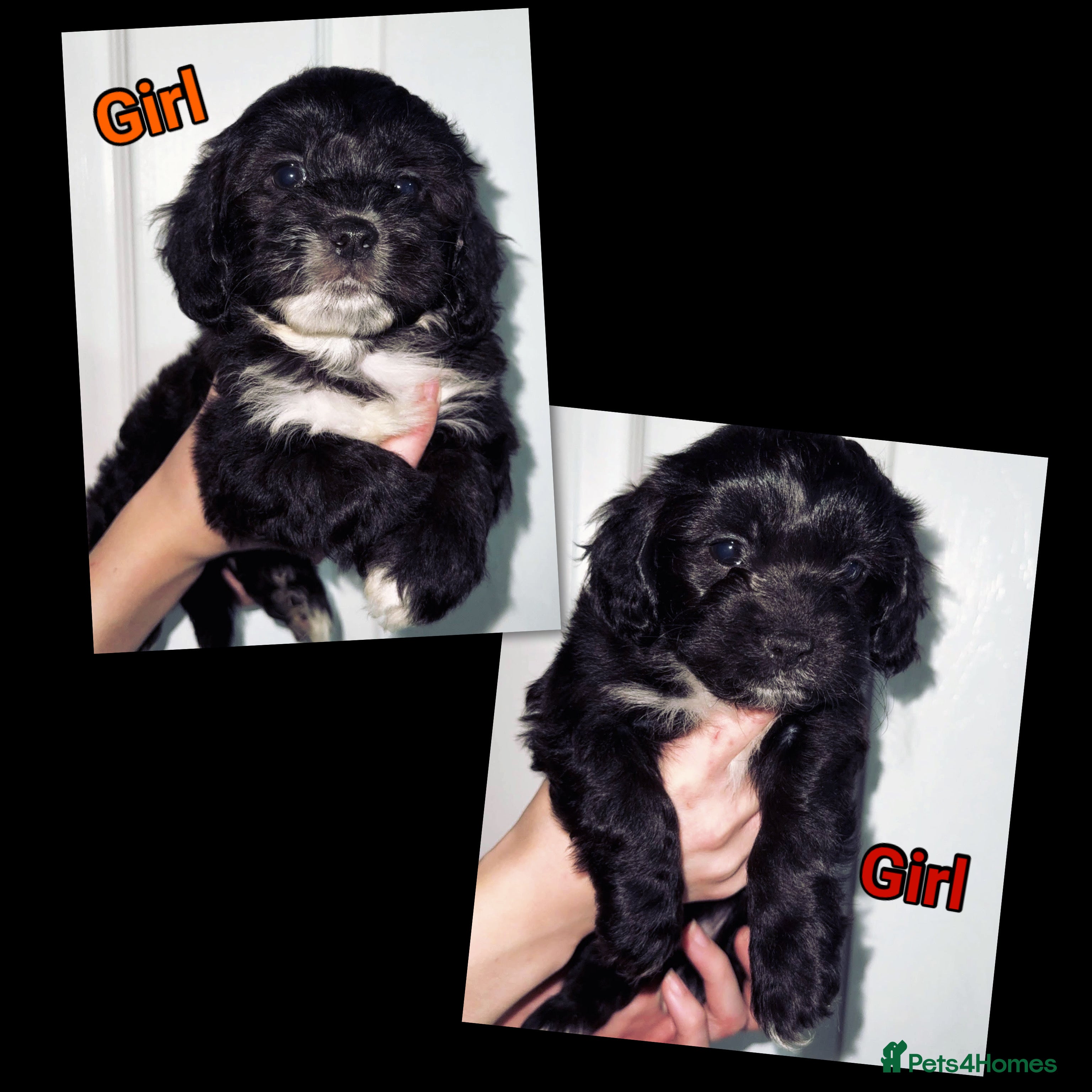 Mixed Breed dogs 2x Stunning Sproodle x Shih Tzu pups ready 26/1 - Advert 8