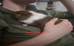 Guinea Pig rodents for sale: 13 guinea pigs mixed breed - Advert 19