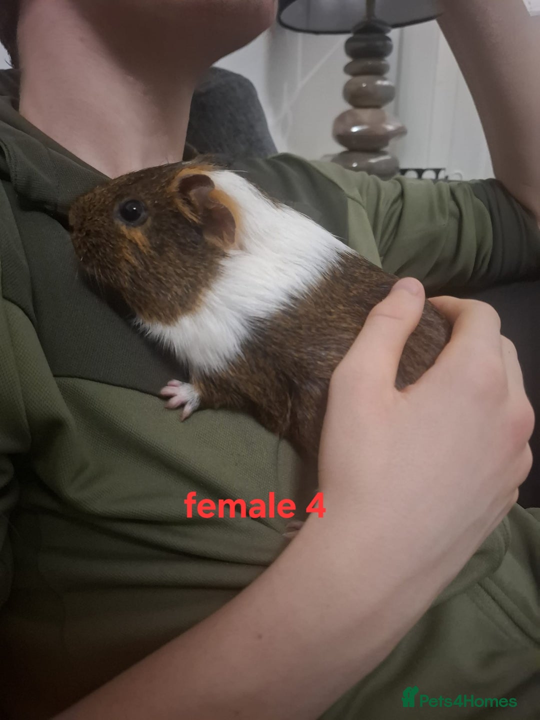 Guinea Pig rodents for sale: 13 guinea pigs mixed breed - Advert 19