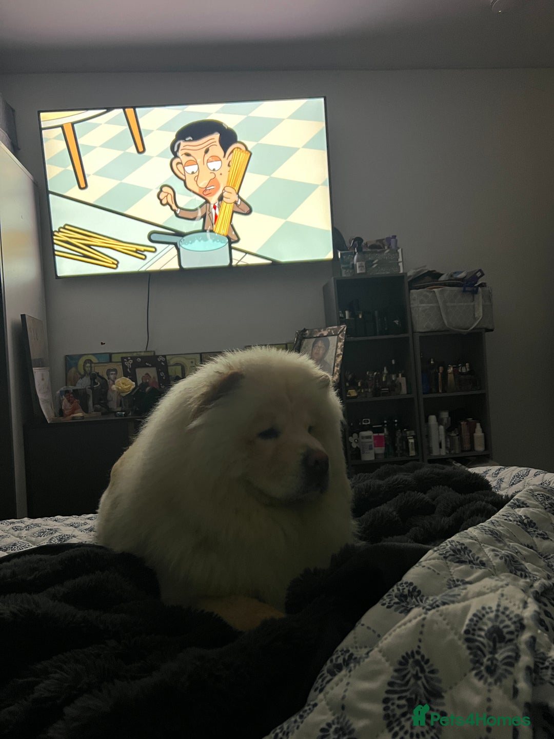 Chihuahua dogs for stud: Chow ChowFor Stud - Advert 5