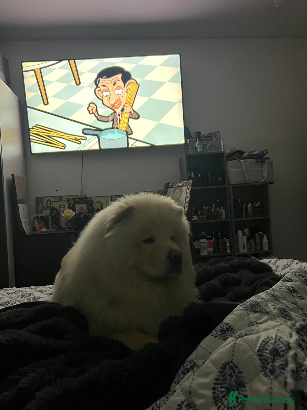 Chihuahua dogs for stud: Chow ChowFor Stud - Advert 5