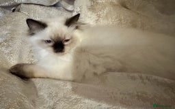 Ragdoll cats for sale: Full Ragdoll kittens  - Image 10