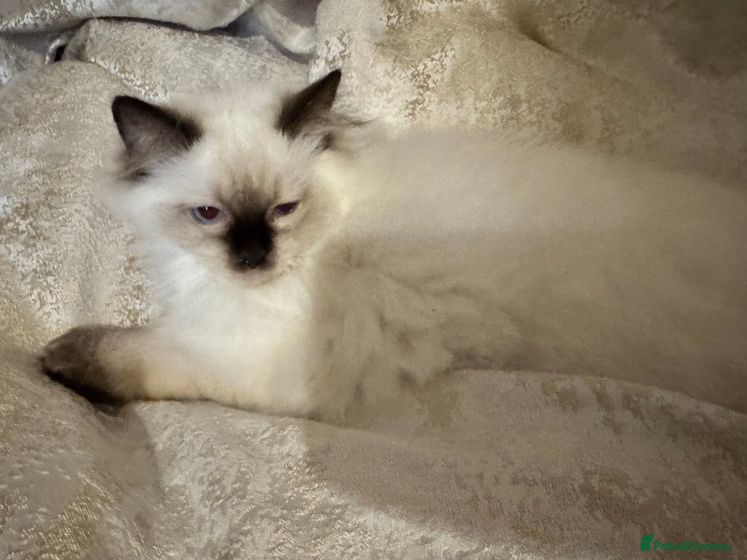Ragdoll cats for sale: Full Ragdoll kittens  - Image 10
