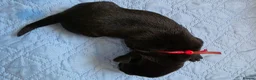 Mixed Breed dogs for sale: Rottmation in Plymouth - Advert 9