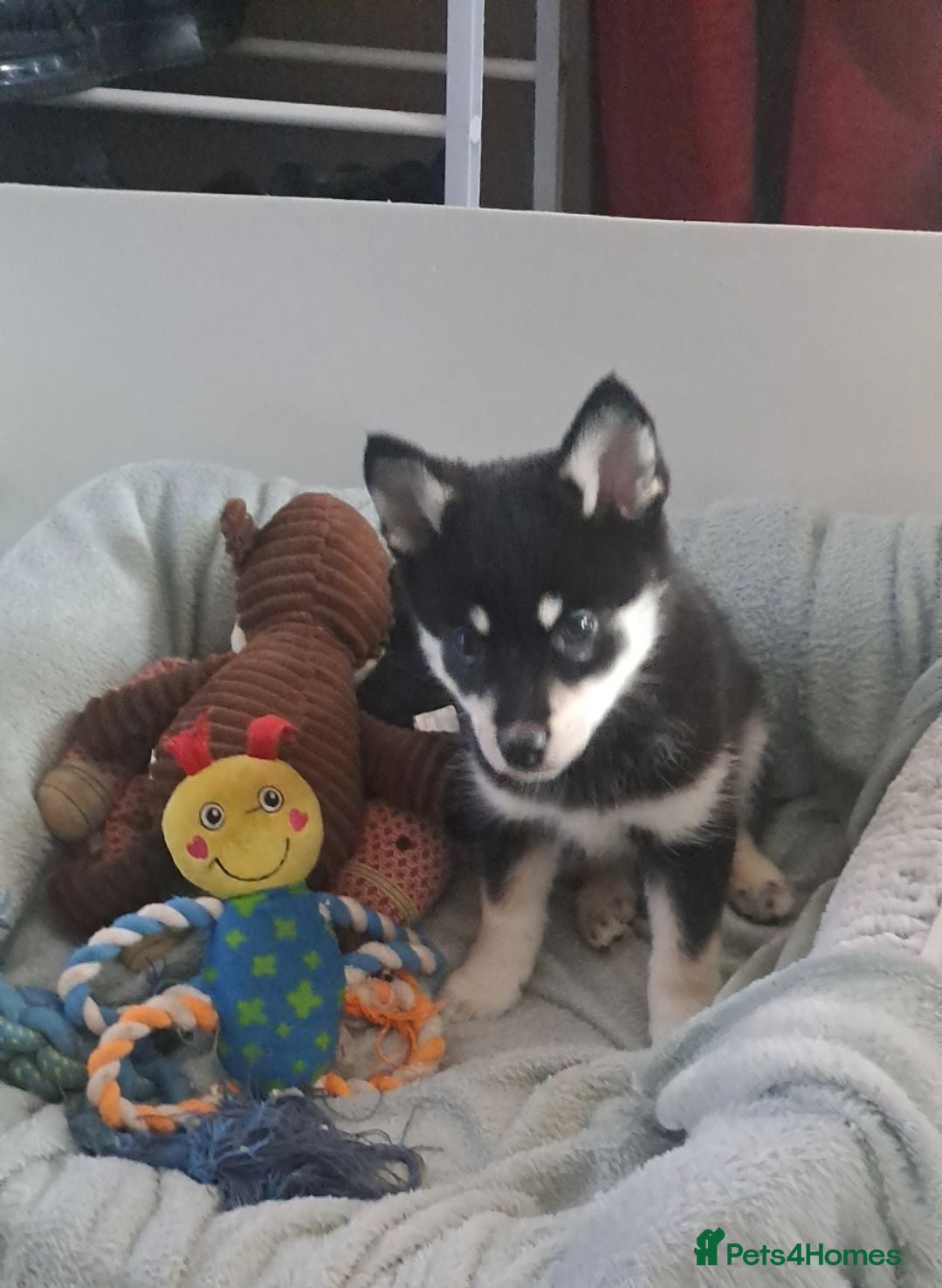 Pomsky dogs 💚Reduced F4 Pomsky 1 boy and 1 girl - Advert 9