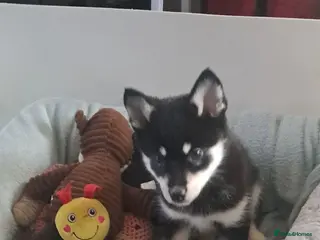 Pomsky dogs 💚Reduced F4 Pomsky 1 boy and 1 girl - Advert 3