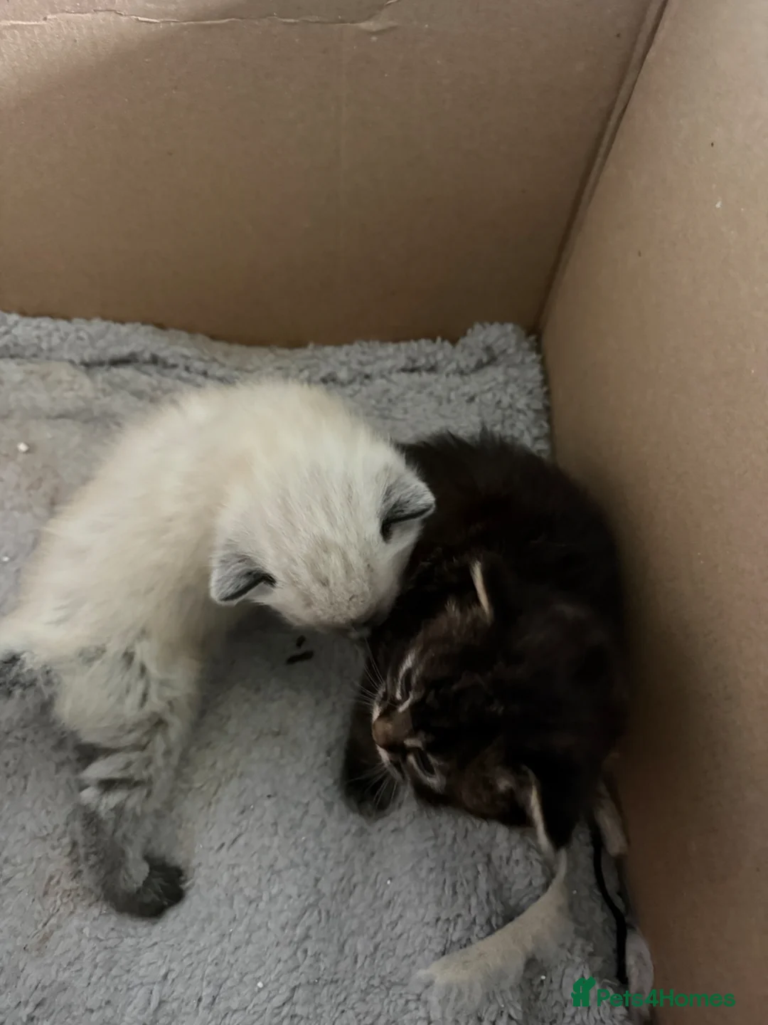 Mixed Breed cats for sale: Female kitten for sale in Saltash - Advert 6