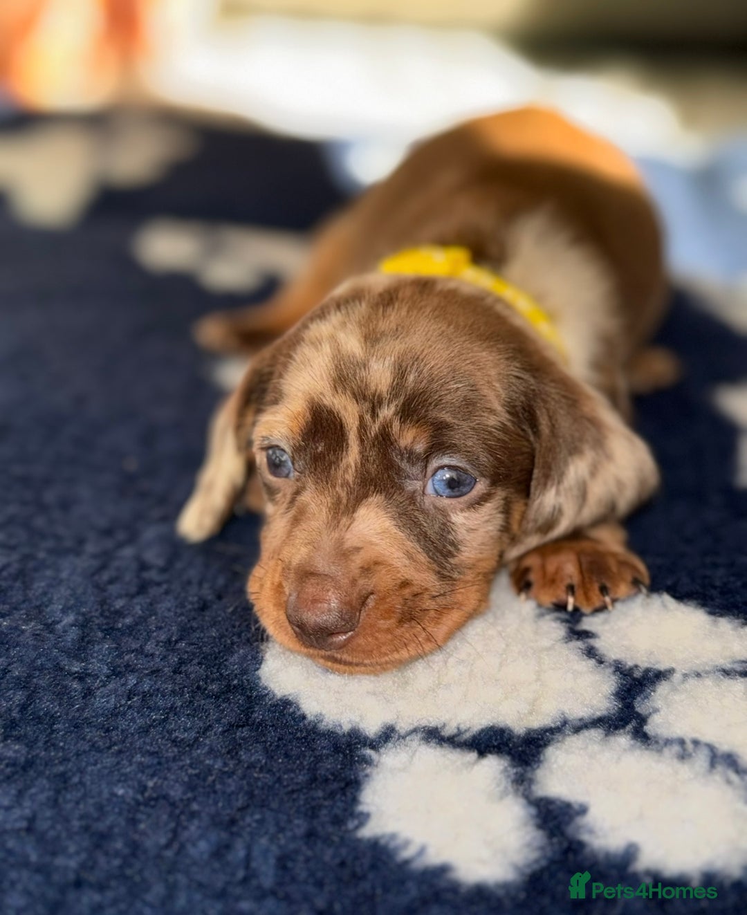 Miniature Dachshund dogs for sale: ‼️‼️Miniature Dachshund Puppies ‼️‼️ - Advert 9