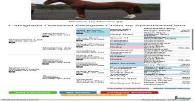 Connemara horses Whinny  - Advert 1