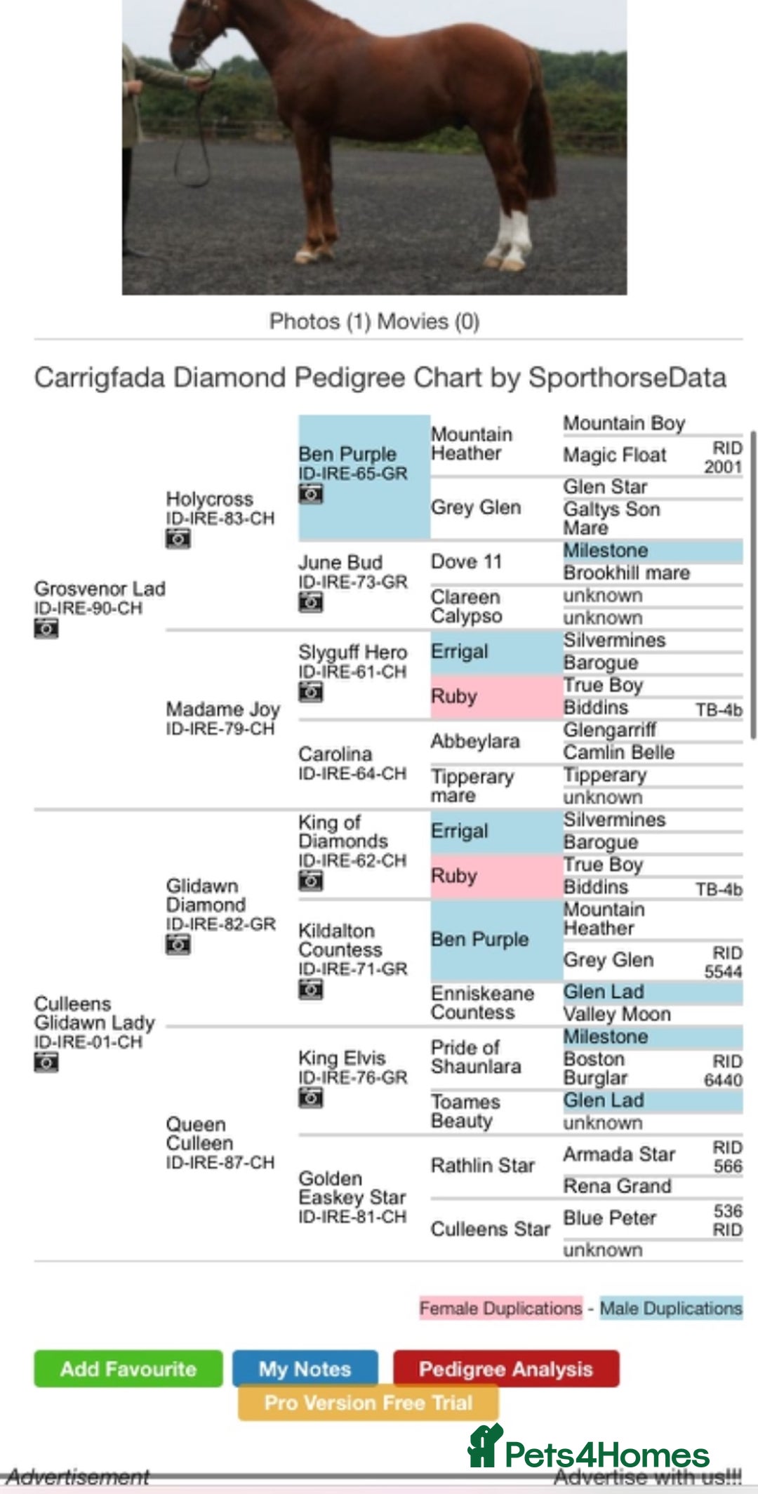 Connemara horses for sale: Whinny  - Advert 2