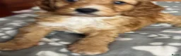 Cockapoo dogs for sale: Adorable Cockapoo Puppies in Keighley - Advert 19