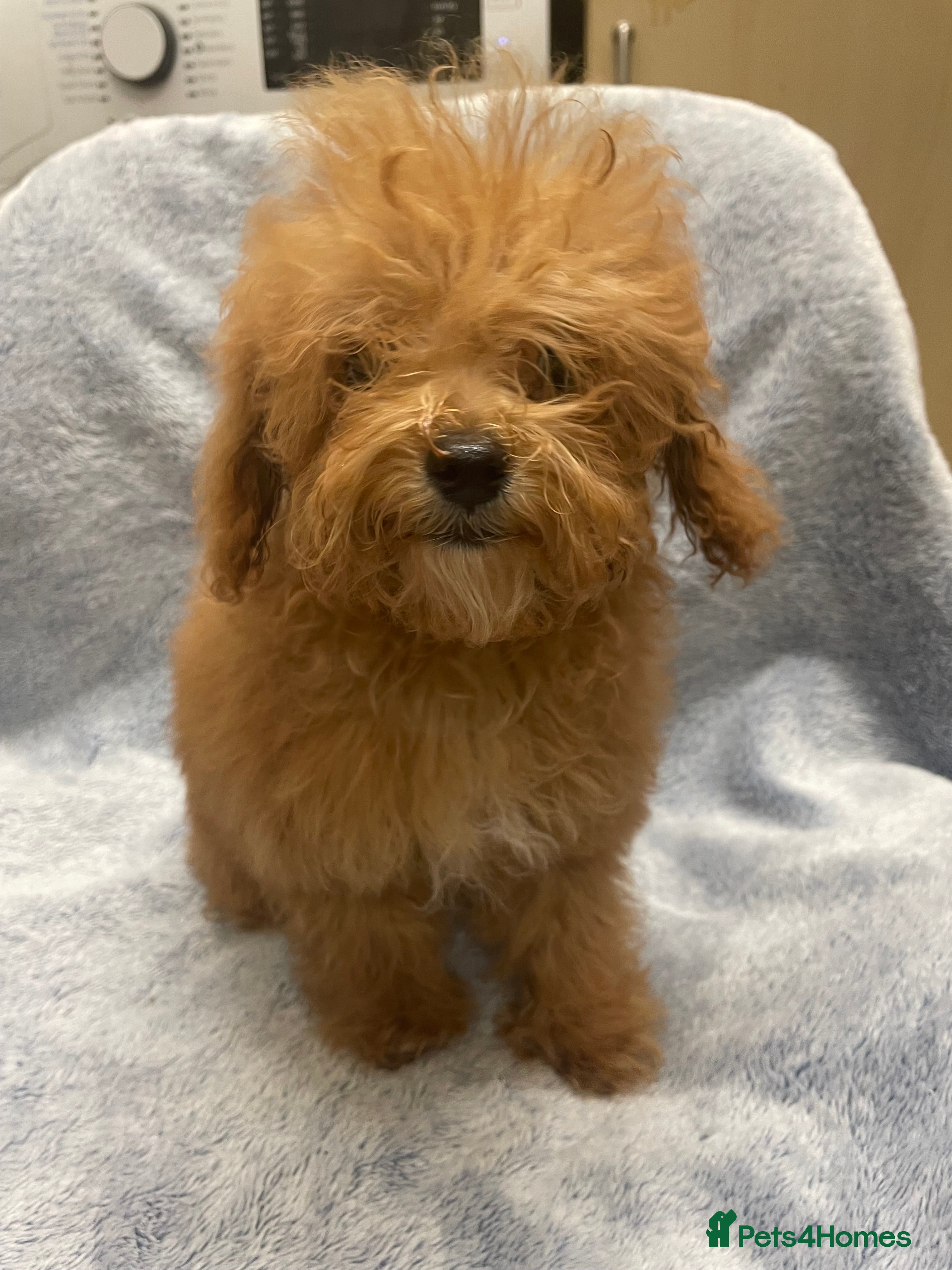 Toy Poodle dogs 🧸Stunning tiny toy poodles mini teddy bears 🧸  - Advert 2