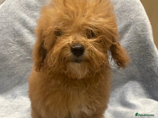 Toy Poodle dogs 🧸Stunning tiny toy poodles mini teddy bears 🧸 - Advert 2