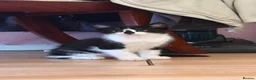 Mixed Breed cats for sale: 3 little males looking for a new home - Advert 10