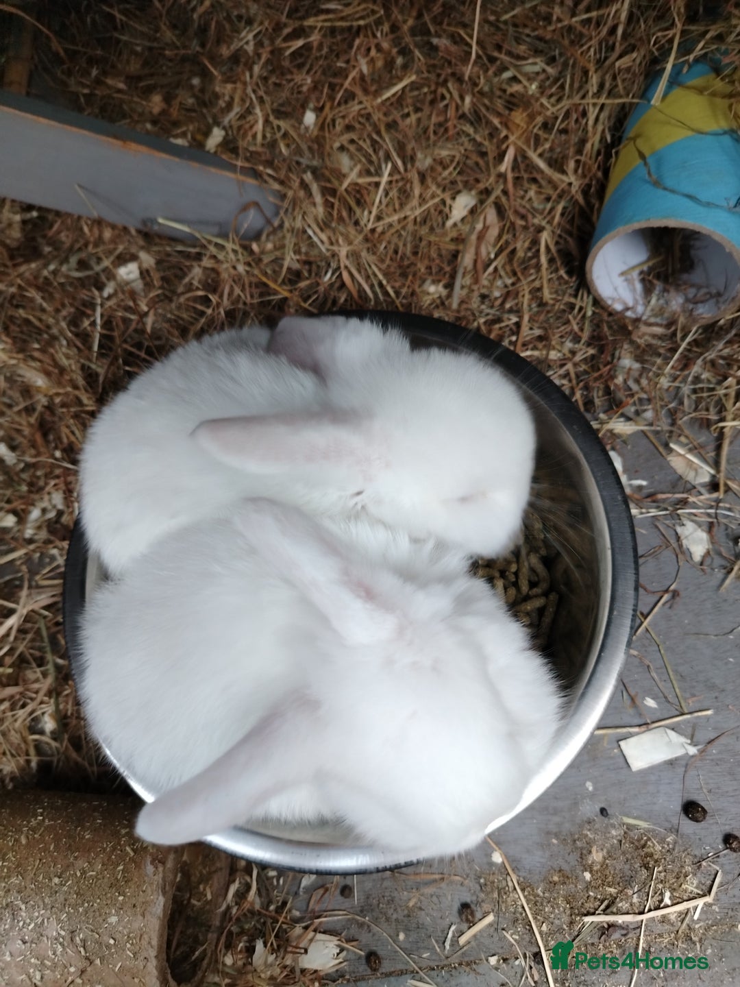Mini Lop rabbits for sale: Blue eyed white mini lops - Advert 7