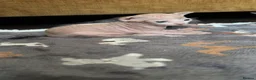Sphynx cats for sale: 5 Beautiful Sphynx Babies  - Advert 6