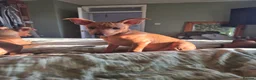 Miniature Pinscher dogs for sale: Adorable miniature pinscher puppies  - Advert 6